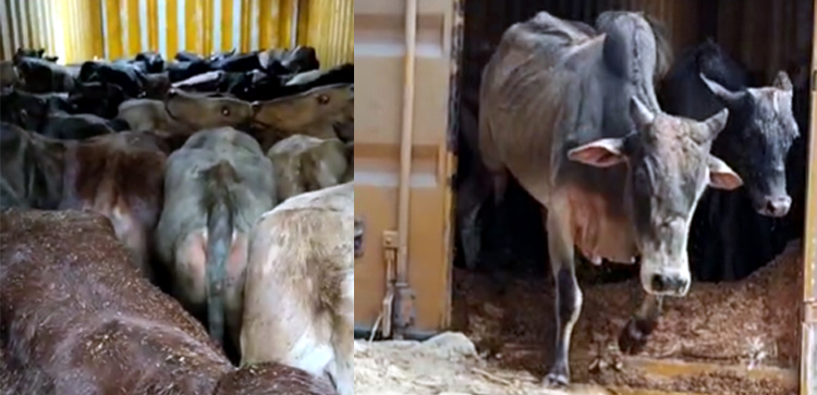 Cattle smuggling I নগাঁৱত ৩৬ টা চোৰাং গৰুসহ কণ্টেনাৰ জব্দ 2 গৰুসহ কণ্টেনাৰ জব্দ: