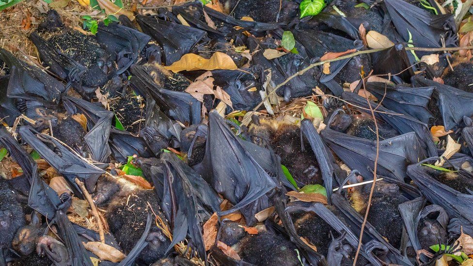 Death of bats I তীব্ৰ উত্তাপত মৃত্যু কমেও আঠটা বাদুলি, ‘অশুভ সংকেত’ত আতংকিত বাসিন্দাসকল 4 তীব্ৰ উত্তাপ