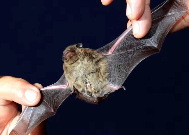 Death of bats I তীব্ৰ উত্তাপত মৃত্যু কমেও আঠটা বাদুলি, ‘অশুভ সংকেত’ত আতংকিত বাসিন্দাসকল 1 Death of bats I তীব্ৰ উত্তাপত মৃত্যু কমেও আঠটা বাদুলি, ‘অশুভ সংকেত’ত আতংকিত বাসিন্দাসকল
