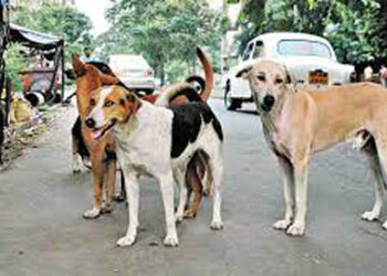 Street Dogs I ভয়ঙ্কৰ ঘটনা! অঘৰী কুকুৰে ঘৰৰ পৰা উঠাই নি ভক্ষণ কৰিলে শিশুকন্যা