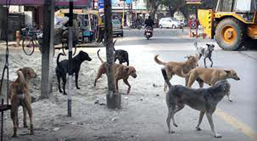 Street Dogs I ভয়ঙ্কৰ ঘটনা! অঘৰী কুকুৰে ঘৰৰ পৰা উঠাই নি ভক্ষণ কৰিলে শিশুকন্যা 3 অঘৰী কুকুৰ