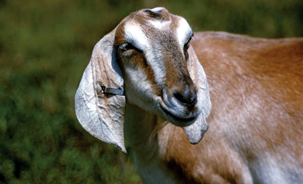 Chhattisgarh man kills goat, goat's eye kills man I মনোকামনা পূৰ্ণ হোৱাৰ বাবে ছাগলী বলি : সেই ছাগলীৰ চকুৱেই প্ৰাণকাঢ়িলে বলিদাতাৰ 3 Chhattisgarh