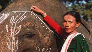 "Trailblazer of the Wild: Parbati Baruah, India's First Female Mahout and Padma Shri Awardee" 3 "Trailblazer of the Wild: Parbati Baruah, India's First Female Mahout and Padma Shri Awardee"