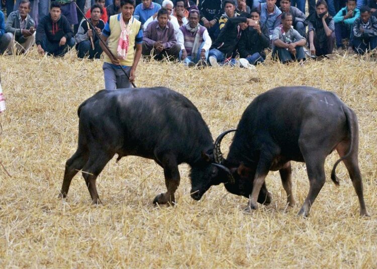 Guwahati High Court Orders Suspension of Buffalo Fights in Assam: 1 Guwahati High Court Orders Suspension of Buffalo Fights in Assam: