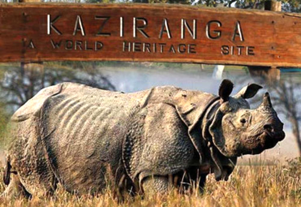 Kaziranga national park : পৰ্যটকৰ ক্ষেত্ৰত অভিলেখ সৃষ্টি কাজিৰঙা ৰাষ্ট্ৰীয় উদ্যানৰ 3 Kazi | ASSAM TIMES POST