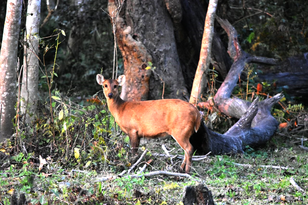 Kaziranga National Park : আজিৰে পৰা বন্ধ হ'ব কাজিৰঙাৰ ২০২৩-২৪ পৰ্যটন বৰ্ষ : ৯ কোটি টকাৰ ৰাজহ লাভেৰে পূৰ্বৰ অভিলেখ ভংগ 4 kazi 4 1 | ASSAM TIMES POST