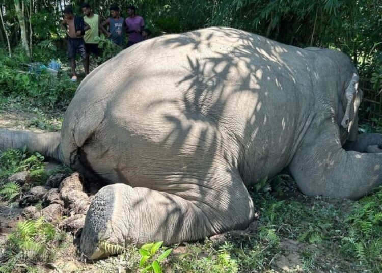 Heartbreaking Tragedy: Rising Concerns as Another Majestic Elephant Dies in Assam’s Digboi Village 1 Heartbreaking Tragedy: Rising Concerns as Another Majestic Elephant Dies in Assam’s Digboi Village