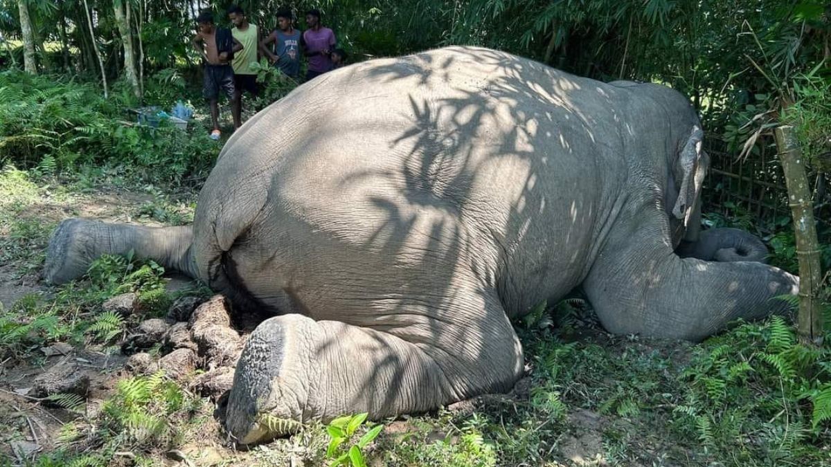 Heartbreaking Tragedy: Rising Concerns as Another Majestic Elephant Dies in Assam’s Digboi Village 3 Rising Concerns as Another Majestic Elephant Dies in Assam’s Digboi Village