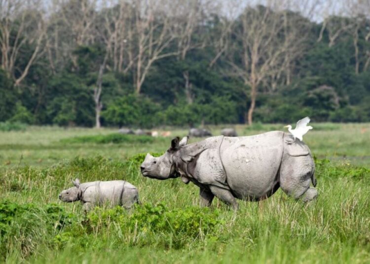 NGT Demands Immediate Action on Industrial Encroachment Threatening Assam’s Beloved Pobitora Wildlife Sanctuary 1 NGT Demands Immediate Action on Industrial Encroachment Threatening Assam’s Beloved Pobitora Wildlife Sanctuary