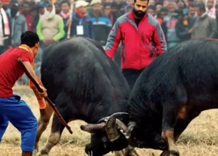 Gauhati High Court’s Landmark Decision Ends Buffalo and Bulbul Fights in Assam 1 Gauhati High Court’s Landmark Decision Ends Buffalo and Bulbul Fights in Assam
