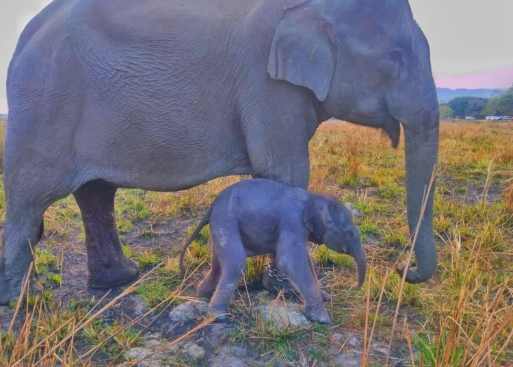 Joyful News from Kaziranga: Newborn Elephant Calf Gauri Enters the Wild 1 Joyful News from Kaziranga: Newborn Elephant Calf Gauri Enters the Wild