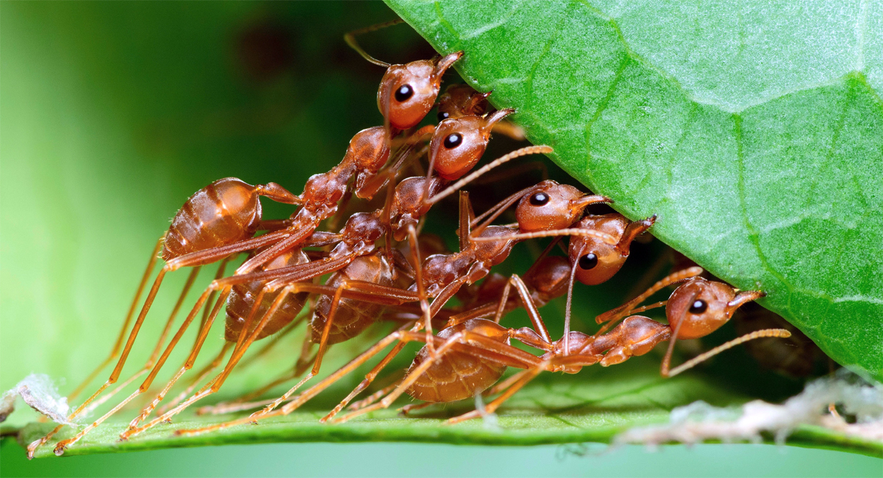 Ants Population : পৃথিৱীত কিমান প্ৰজাতিৰ পৰুৱা আছে ? বিজ্ঞানীয়ে কি কয় 3 Ants 1 | ASSAM TIMES POST