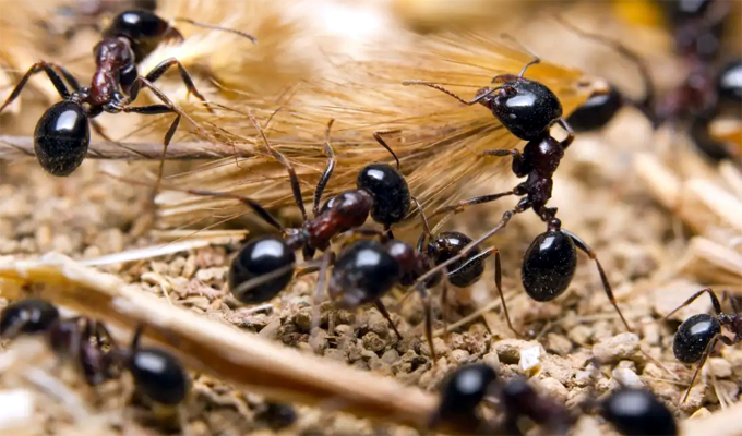 Ants Population : পৃথিৱীত কিমান প্ৰজাতিৰ পৰুৱা আছে ? বিজ্ঞানীয়ে কি কয় 1 Ants Population : পৃথিৱীত কিমান প্ৰজাতিৰ পৰুৱা আছে ? বিজ্ঞানীয়ে কি কয়