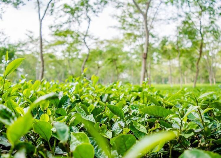 Assam CM Offers Rs 5,000 Aid to Tea Garden Community on International Tea Day 1 Assam CM Offers Rs 5,000 Aid to Tea Garden Community on International Tea Day