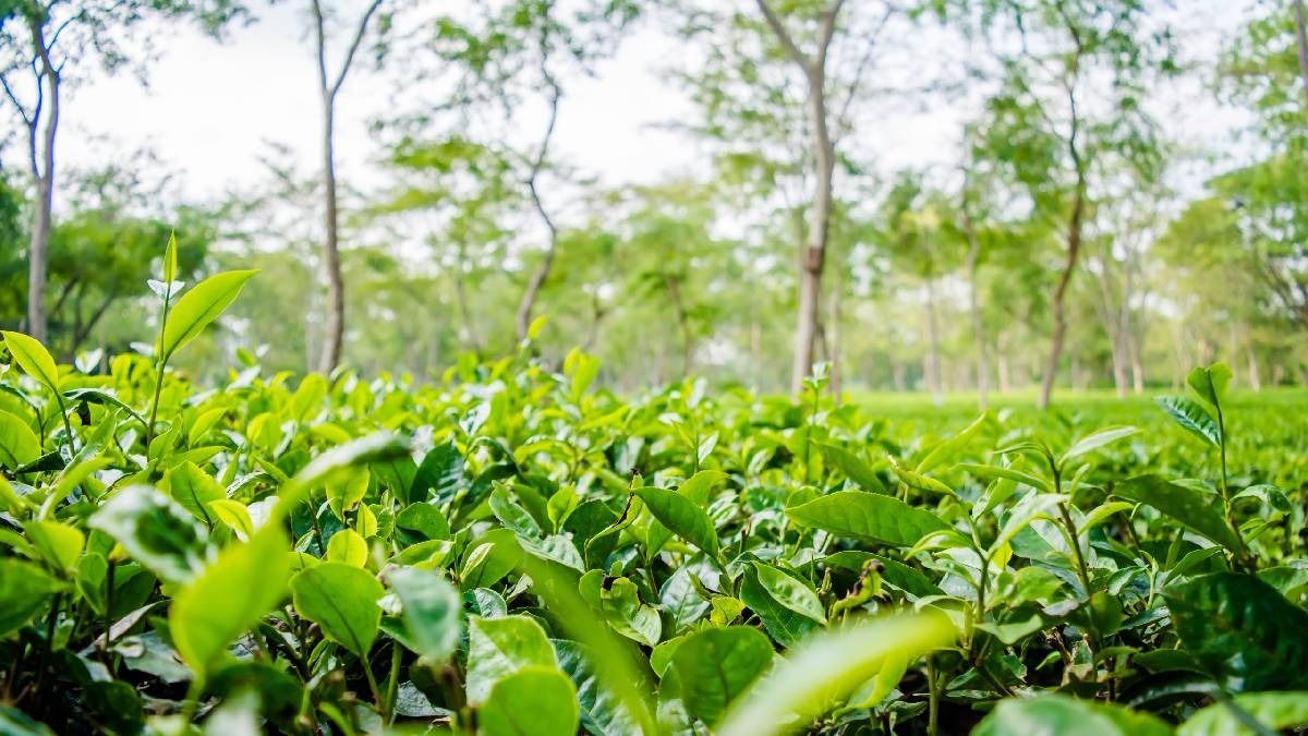 Assam CM Offers Rs 5,000 Aid to Tea Garden Community on International Tea Day 3 Assam CM Offers Rs 5,000 Aid to Tea Garden Community on International Tea Day